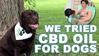 Benefits of CannaCanine CBD Oil for Dogs