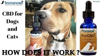 CBD for Dogs and Cats (Innovet Pet products PurCBD+)