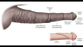 Foods that naturally increase your penis size. #menhealth