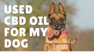 CBD Oil for Dogs: Experience, Benefits & Dosage !!