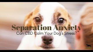 CBD For Dogs with Anxiety - Treatment For Anxious Dogs