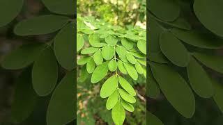 3 AMAZING HEALTH BENEFITS OF MORINGA #shorts #moringa #healthyeating  #healthyalternatives