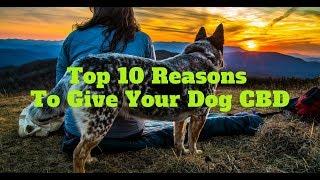 CBD For Dogs -Top 10 Reasons To Give  Your Dog CBD