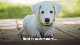 Dog Seizures - How to Treat Seizures in Dogs Naturally With CBD Oil