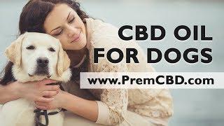 CDB For Dogs With Anxiety - Pure CBD Hemp Oil For Dogs