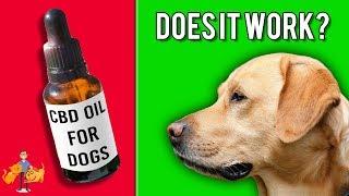 CBD For Dogs - A Miracle Cure for Seizures, Pain + Cancer (what you need to know)?