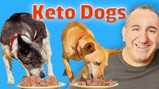 Keto diet for dogs with cancer and more