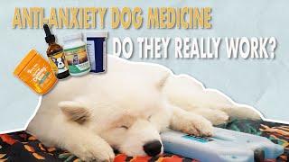 Does Your Dog Have Anxiety? Anti-Anxiety Medication for Dogs | Trazodone, Calming Chews, & CBD Oil